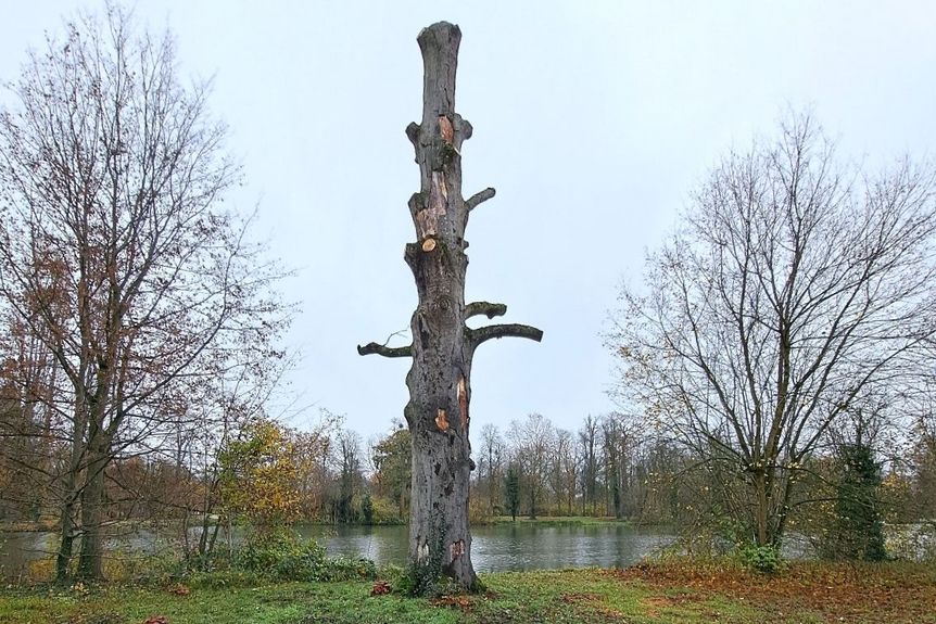 Schloss und Schlossgarten Schwetzingen, Schlossgarten, kranker Baum