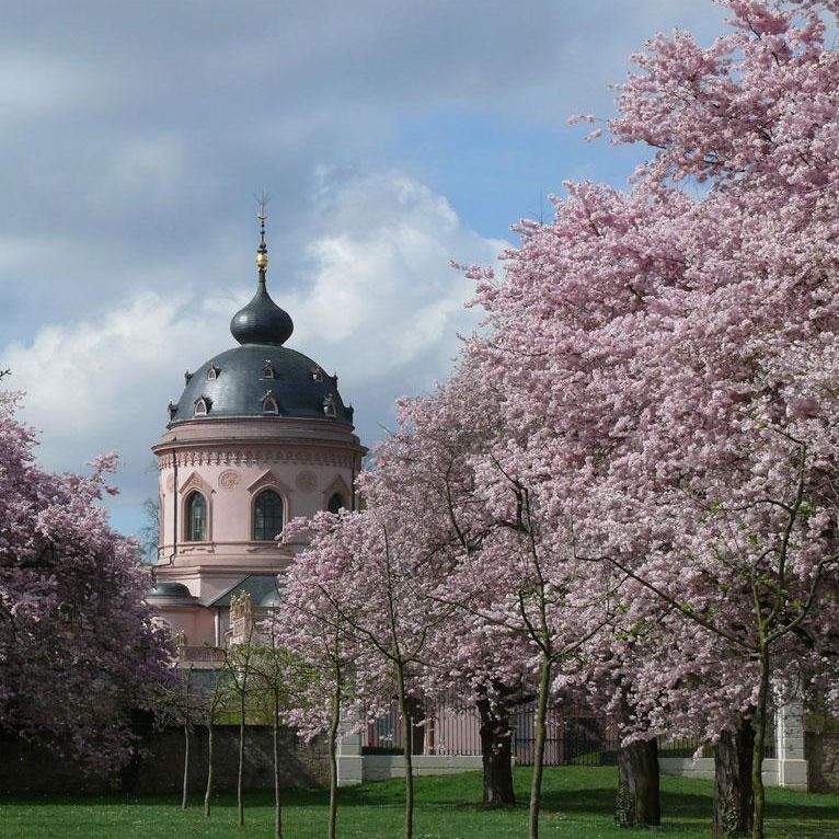 Schloss und Schlossgarten Schwetzingen, Kirschblüte vor der Moschee