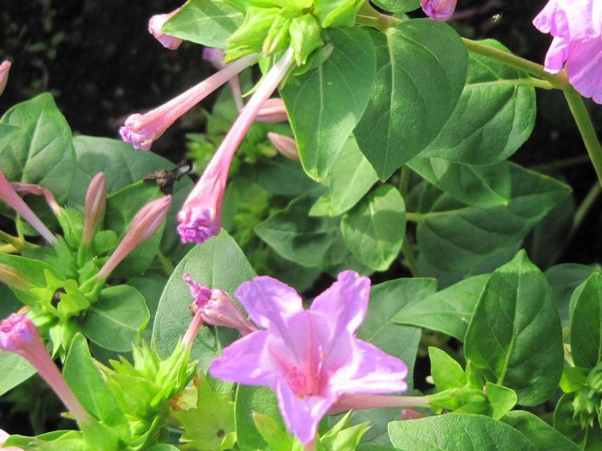 Wunderblume im Schlossgarten Schwetzingen