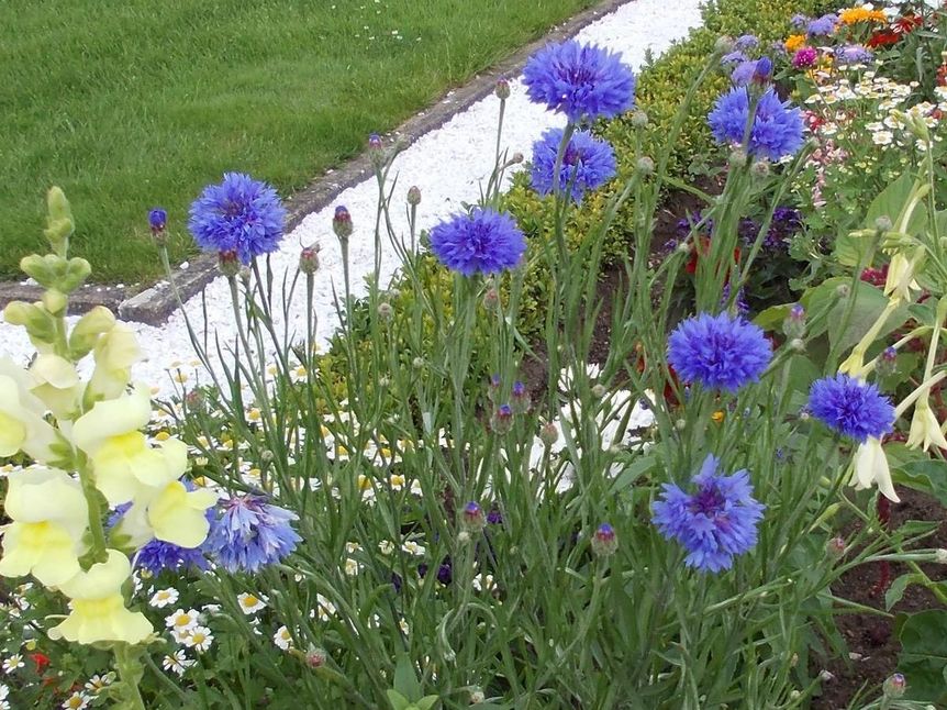 Kornblume im Schwetzinger Schlossgarten